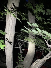 Tilia miqueliana