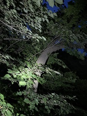 Tilia miqueliana