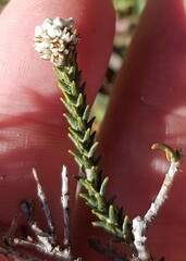 Phylica thunbergiana