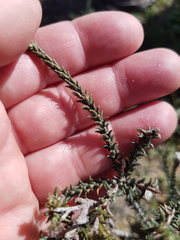 Phylica thunbergiana