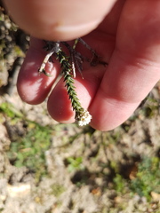 Phylica thunbergiana