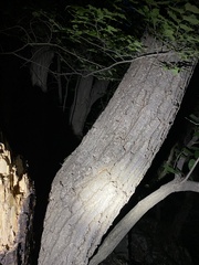 Tilia miqueliana