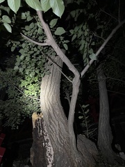 Tilia miqueliana