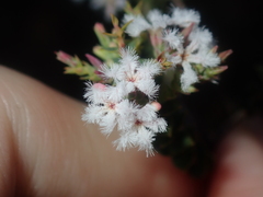 Leucopogon simulans