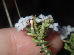 Leucopogon simulans