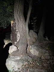 Tilia miqueliana