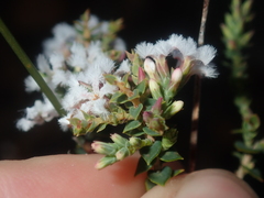 Leucopogon simulans