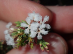 Leucopogon simulans