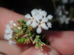 Leucopogon simulans