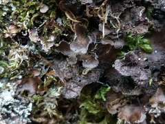 Sticta sylvatica