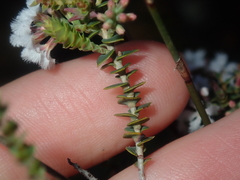 Leucopogon simulans
