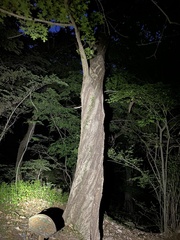Acer pictum mono
