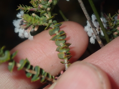 Leucopogon simulans