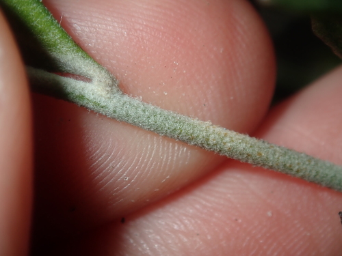 Image of Dampiera linearis by (c) Thomas Mesaglio, some rights reserved (CC BY)