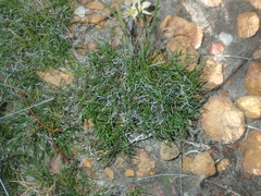 Schoenus clandestinus