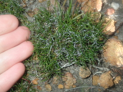 Schoenus clandestinus