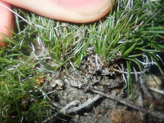 Schoenus clandestinus