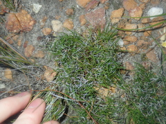 Schoenus clandestinus