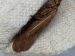 Limnephilus auricula