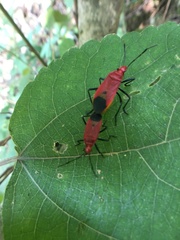 Dindymus sanguineus