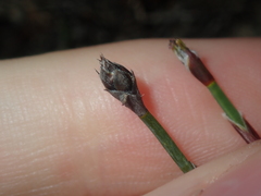 Lepidobolus quadratus