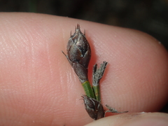 Lepidobolus quadratus