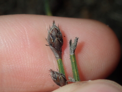 Lepidobolus quadratus