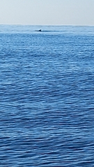 Globicephala macrorhynchus