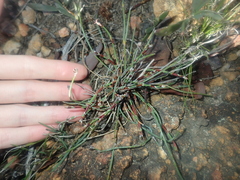 Lepidobolus quadratus