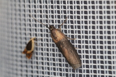 Sciota fumella