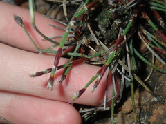 Lepidobolus quadratus