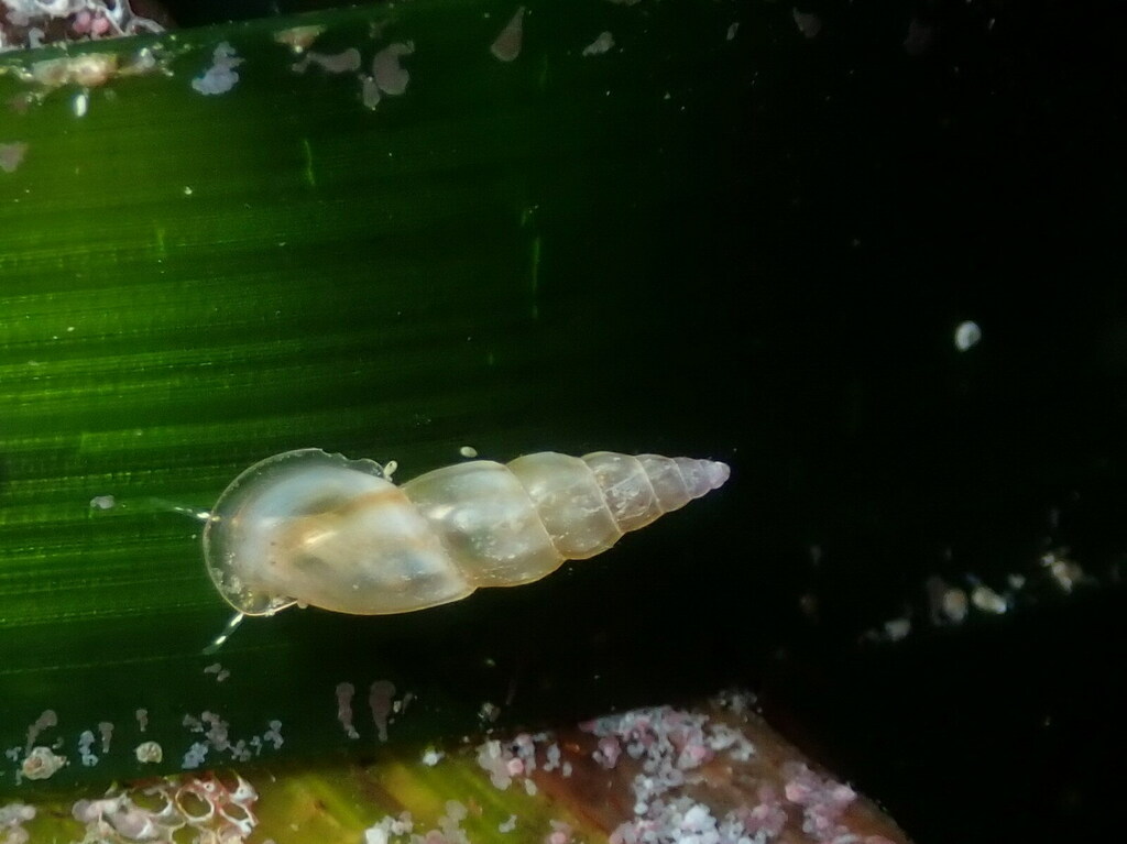 Rissoa auriscalpium