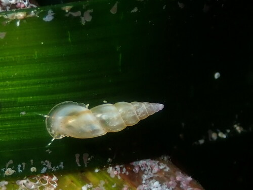 Representative image of Rissoa auriscalpium