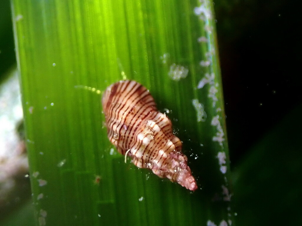 Rissoa variabilis