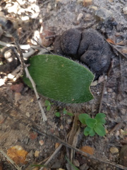 Haemanthus pubescens