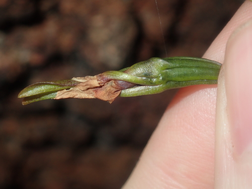 Image of Diuris perialla by (c) Thomas Mesaglio, some rights reserved (CC BY)