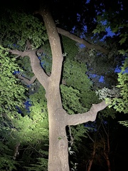 Quercus variabilis
