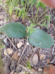 Haemanthus pubescens