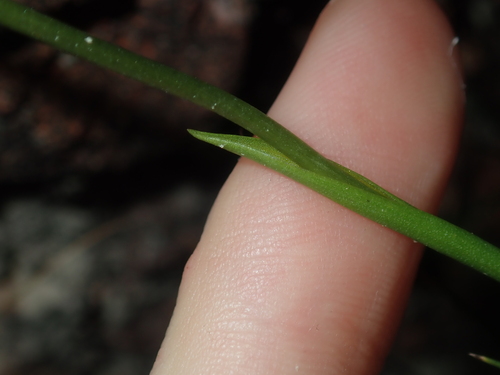 Image of Diuris perialla by (c) Thomas Mesaglio, some rights reserved (CC BY)