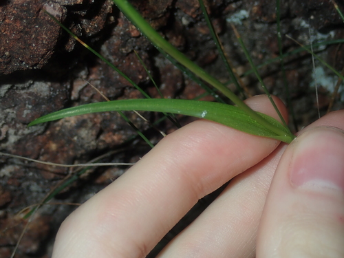 Image of Diuris perialla by (c) Thomas Mesaglio, some rights reserved (CC BY)