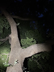 Quercus variabilis