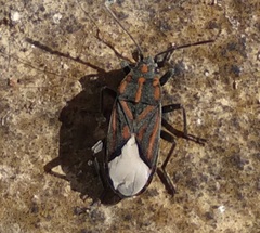 Spilostethus trilineatus