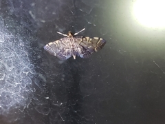 Anageshna primordialis