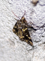 Gaurena florescens