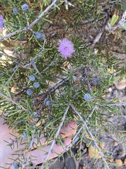 Melaleuca tinkeri
