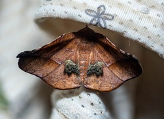 Garaeus apicata