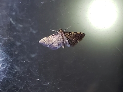 Anageshna primordialis