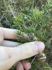 Melaleuca tinkeri