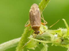 Adelphocoris nigritylus