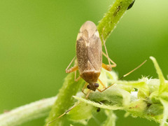 Adelphocoris nigritylus